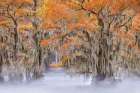 Morning mist on southern swamp, Caddo Lake, Texas. Art Print